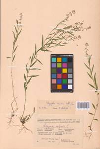 Истод хохлатый Schkuhr, Восточная Европа, Западный район (E3) (Россия)