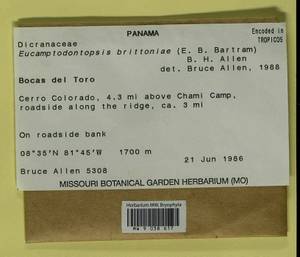 Eucamptodontopsis brittoniae (E.B. Bartram) B.H. Allen, Гербарий мохообразных, Мхи - Америка (BAm) (Панама)