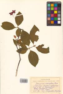 Бересклет большекрылый Rupr., Сибирь, Дальний Восток (S6) (Россия)