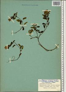 Scutellaria pontica K.Koch, Кавказ, Абхазия (K4a) (Абхазия)