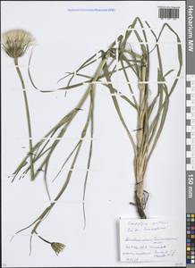 Козлобородник луговой L., Восточная Европа, Московская область и Москва (E4a) (Россия)