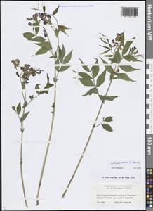 Чина весенняя (L.) Bernh., Восточная Европа, Северо-Западный район (E2) (Россия)