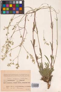 Смолевка волжская (Hornem.) Otth, Восточная Европа, Нижневолжский район (E9) (Россия)