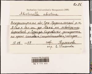 Abietinella abietina (Hedw.) M. Fleisch., Гербарий мохообразных, Мхи - Центральное Нечерноземье (B6) (Россия)