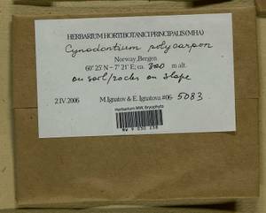 Cynodontium polycarpon (Hedw.) Schimp., Гербарий мохообразных, Мхи - Западная Европа (BEu) (Норвегия)