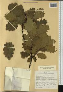 Дуб скальный (Matt.) Liebl., Западная Европа (EUR) (Франция)