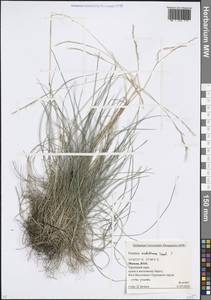 Овсяница макутринская Zapał., Восточная Европа, Московская область и Москва (E4a) (Россия)