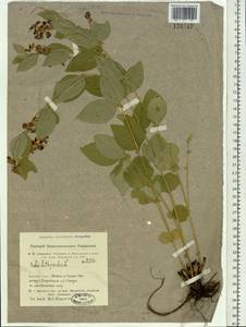 Горошек однопарный A.Braun, Сибирь, Алтай и Саяны (S2) (Россия)