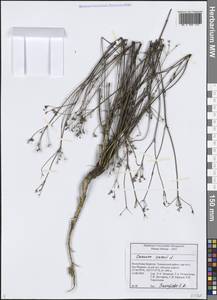 Тмин обыкновенный L., Сибирь, Прибайкалье и Забайкалье (S4) (Россия)