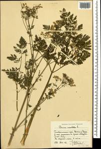 Болиголов крапчатый, Болиголов пятнистый L., Кавказ, Краснодарский край и Адыгея (K1a) (Россия)