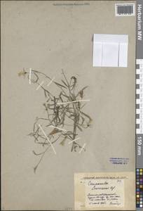 Campanula cylindrocarpa Sennikov, Средняя Азия и Казахстан, Западный Тянь-Шань и Каратау (M3) (Киргизия)