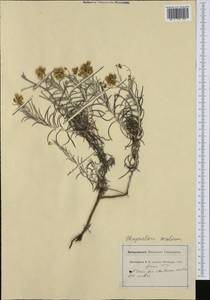 Phagnalon sordidum (L.) Rchb., Западная Европа (EUR) (Швейцария)