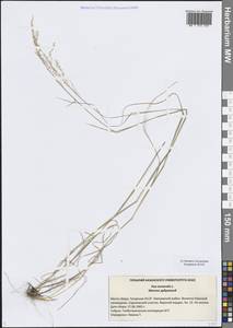 Мятлик дубравный L., Восточная Европа, Средневолжский район (E8) (Россия)