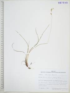 Anthoxanthum glabrum (Trin.) Veldkamp, Сибирь, Дальний Восток (S6) (Россия)