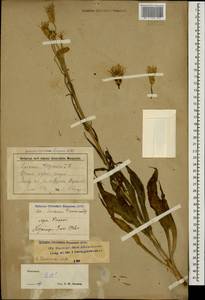 Pseudopodospermum tauricum (M. Bieb.) Vasjukov & Saksonov, Кавказ, Ставропольский край, Карачаево-Черкесия, Кабардино-Балкария (K1b) (Россия)