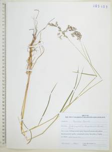 Вейник пурпурный (Trin.) Trin., Сибирь, Дальний Восток (S6) (Россия)