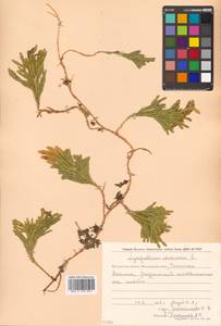 Dendrolycopodium obscurum (L.) A. Haines, Сибирь, Чукотка и Камчатка (S7) (Россия)