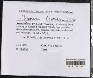 Hypnum leptothallum Paris, Гербарий мохообразных, Мхи - Дальний Восток (без Чукотки и Камчатки) (B20) (Россия)