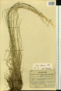 Ковыль перистый L., Сибирь, Западный (Казахстанский) Алтай (S2a) (Казахстан)