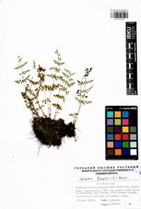 Пузырник ломкий (L.) Bernh., Сибирь, Прибайкалье и Забайкалье (S4) (Россия)