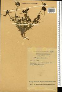 Сыть бурая L., Кавказ, Азербайджан (K6) (Азербайджан)