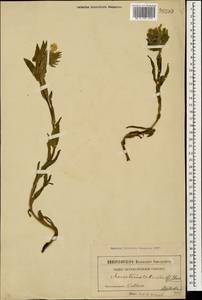 Гуния красивая (Willd. ex Roem. & Schult.) Greuter & Burdet, Кавказ (без точных местонахождений) (K0)
