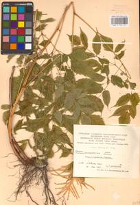 Волжанка двудомная (Walter) Fernald, Восточная Европа, Западно-Украинский район (E13) (Украина)