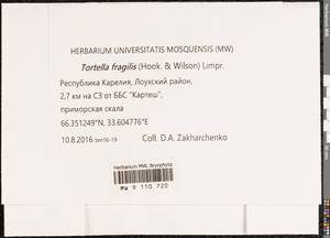 Tortella fragilis (Drumm.) Limpr., Гербарий мохообразных, Мхи - Карелия, Ленинградская и Мурманская области (B4) (Россия)