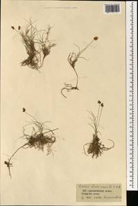 Осока твердоватая C.A.Mey., Монголия (MONG) (Монголия)