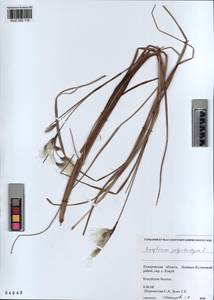 KUZ 002 115, Eriophorum angustifolium subsp. angustifolium, Сибирь, Алтай и Саяны (S2) (Россия)