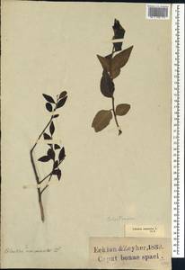 Gymnosporia acuminata (L. fil.) Szyszyl., Африка (AFR) (ЮАР)