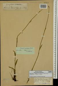 Pilosella cymosiformis (Froel.) Gottschl., Восточная Европа, Московская область и Москва (E4a) (Россия)