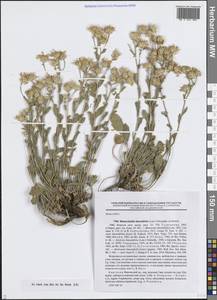 Ринактинидия кермеколистная (Less.) Novopokr. ex Botsch., Средняя Азия и Казахстан, Западный Тянь-Шань и Каратау (M3) (Киргизия)