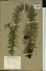 Пузырчатка обыкновенная L., Восточная Европа, Северо-Украинский район (E11) (Украина)