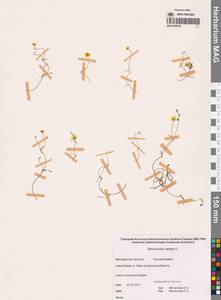 Лютик распростертый, Лютик стелющийся L., Сибирь, Чукотка и Камчатка (S7) (Россия)