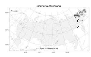Cherleria obtusiloba, Шерлерия туподольчатая (Rydb.) A. J. Moore & Dillenb., Атлас флоры России (FLORUS) (Россия)