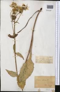 Скерда сибирская L., Средняя Азия и Казахстан, Джунгарский Алатау и Тарбагатай (M5) (Казахстан)