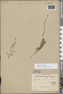 Artemisia caerulescens subsp. caerulescens, Восточная Европа, Нижневолжский район (E9) (Россия)