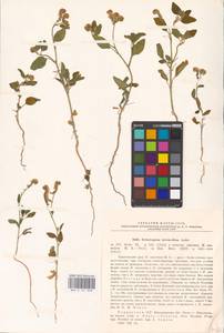 Heliotropium suaveolens subsp. suaveolens, Восточная Европа, Южно-Украинский район (E12) (Украина)
