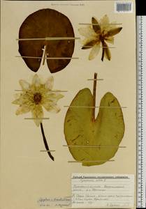 Nymphaea ×borealis E. G. Camus, Восточная Европа, Волжско-Камский район (E7) (Россия)