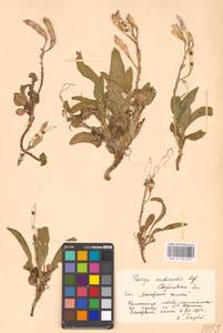 Паррия голостебельная (L.) Regel, Восточная Европа, Восточный район (E10) (Россия)