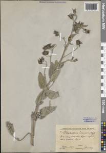 Триходесма седая (Bunge) A.DC., Средняя Азия и Казахстан, Западный Тянь-Шань и Каратау (M3) (Узбекистан)