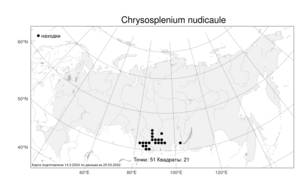 Chrysosplenium nudicaule, Селезеночник голостебельный Bunge, Атлас флоры России (FLORUS) (Россия)