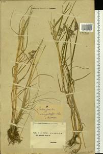 Вейник пурпурный (Trin.) Trin., Сибирь, Чукотка и Камчатка (S7) (Россия)