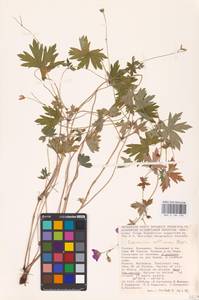 Герань холмовая Stephan ex Willd., Восточная Европа, Нижневолжский район (E9) (Россия)