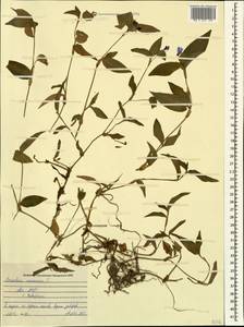 Коммелина обыкновенная L., Кавказ, Абхазия (K4a) (Абхазия)