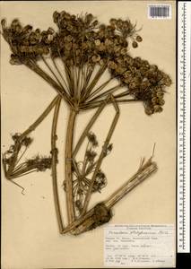 Heracleum platytaenium Boiss., Зарубежная Азия (ASIA) (Турция)