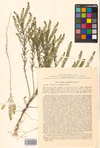 Клоповник густоцветковый Schrad., Восточная Европа, Центральный лесостепной район (E6) (Россия)