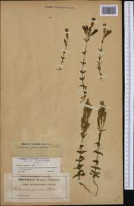Gentianella germanica, Западная Европа (EUR) (Франция)