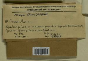 Hedwigia ciliata (Hedw.) Boucher, Гербарий мохообразных, Мхи - Дальний Восток (без Чукотки и Камчатки) (B20) (Россия)